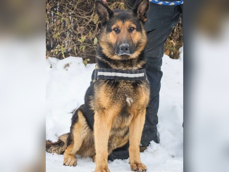 Viking - aktiv, menschenlieb