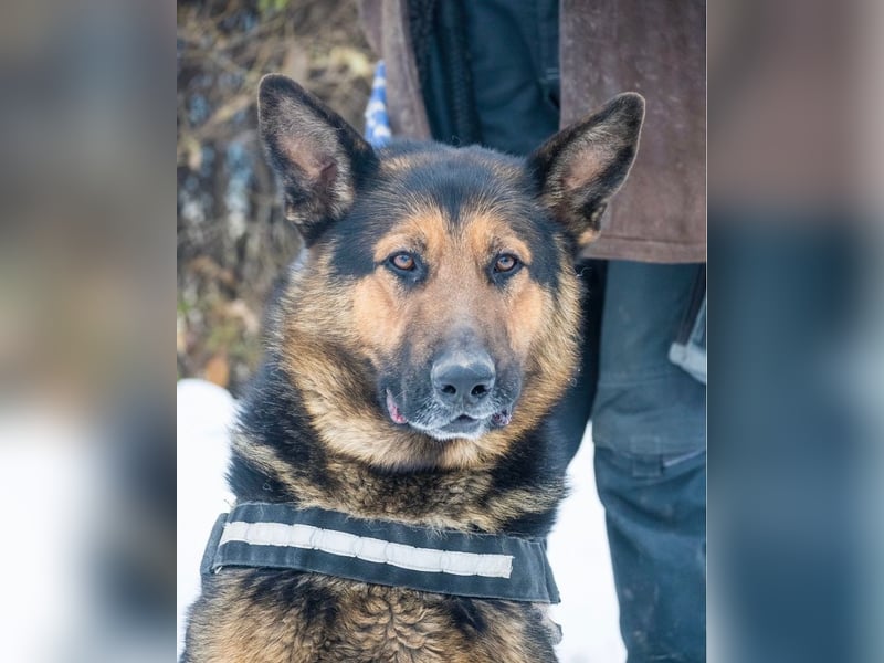 Viking - aktiv, menschenlieb