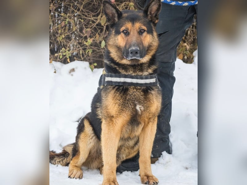 Viking - aktiv, menschenlieb