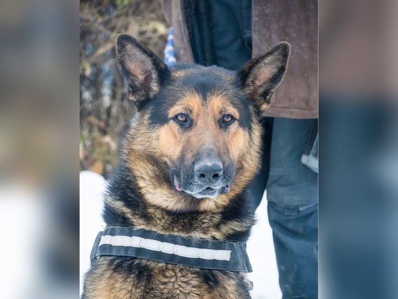 Viking - aktiv, menschenlieb