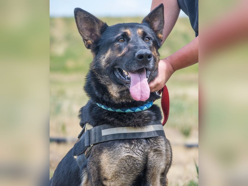 Manó, ein stattlicher Bursche