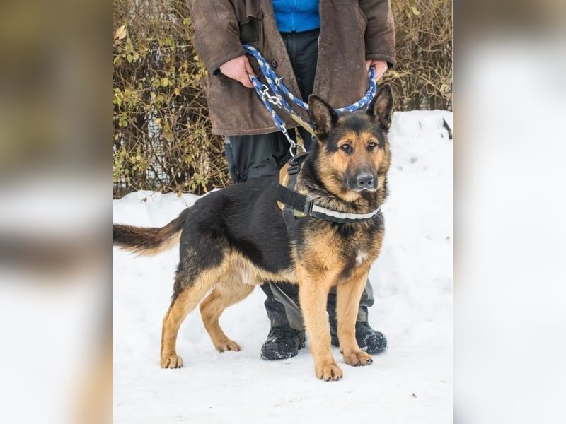 Viking - aktiv, menschenlieb