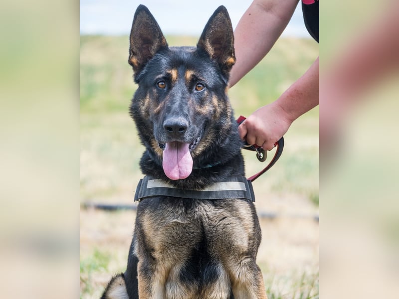 Manó, ein stattlicher Bursche