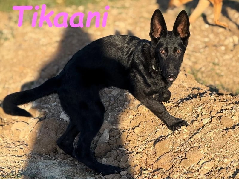 Tikaani geb. 06/2025 (ESP) - junge und kluge Deutsche Schäferhündin aus der Arbeitslinie!