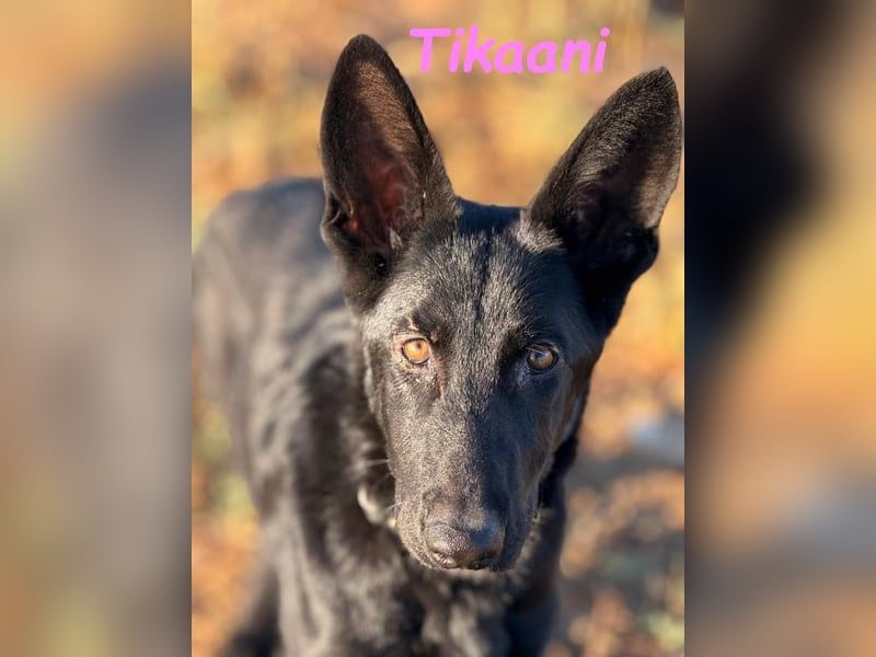 Tikaani geb. 06/2025 (ESP) - junge und kluge Deutsche Schäferhündin aus der Arbeitslinie!