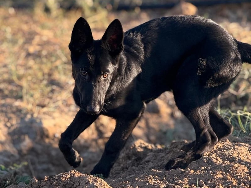 Tikaani geb. 06/2025 (ESP) - junge und kluge Deutsche Schäferhündin aus der Arbeitslinie!