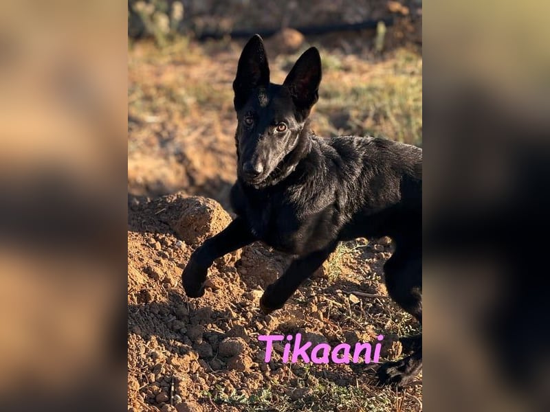 Tikaani geb. 06/2025 (ESP) - junge und kluge Deutsche Schäferhündin aus der Arbeitslinie!