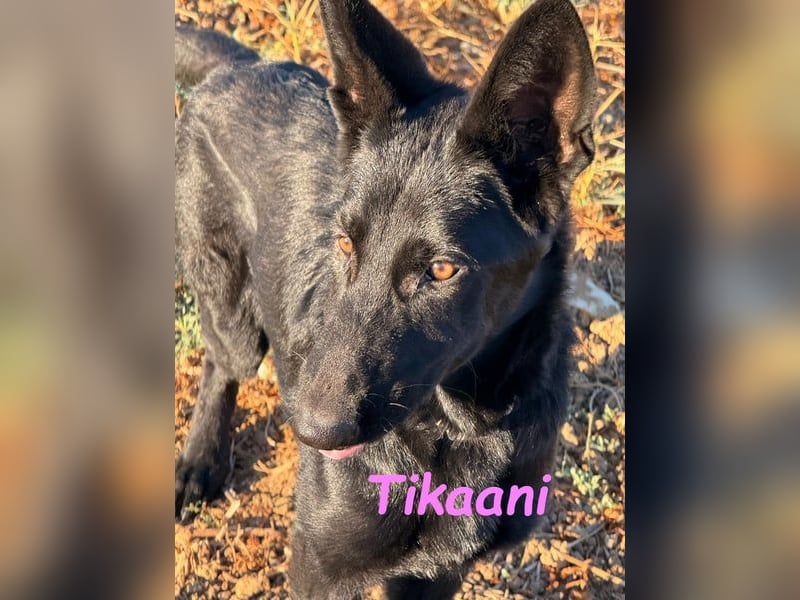 Tikaani geb. 06/2025 (ESP) - junge und kluge Deutsche Schäferhündin aus der Arbeitslinie!