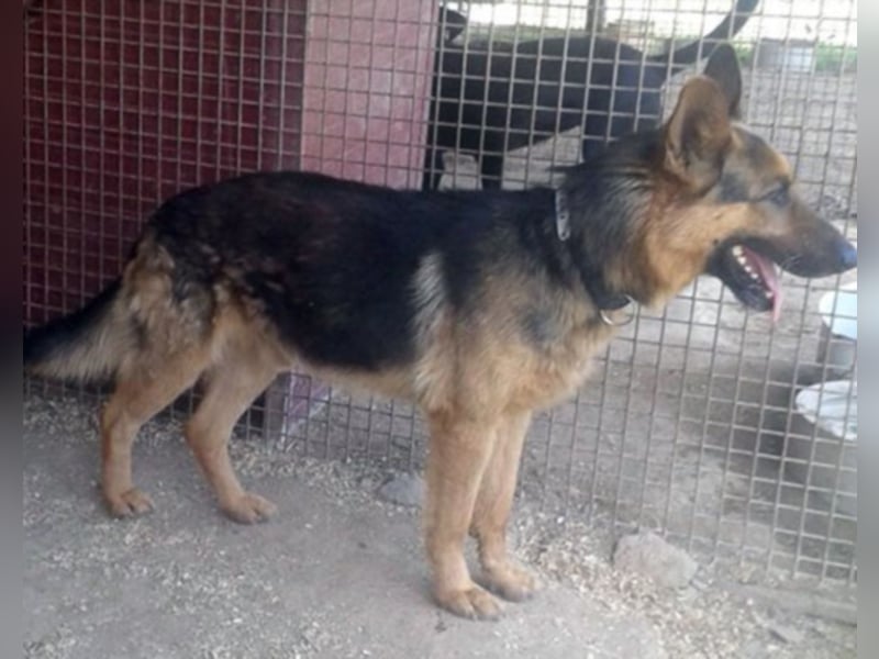 Rocco träumt vom eigenen zuhause