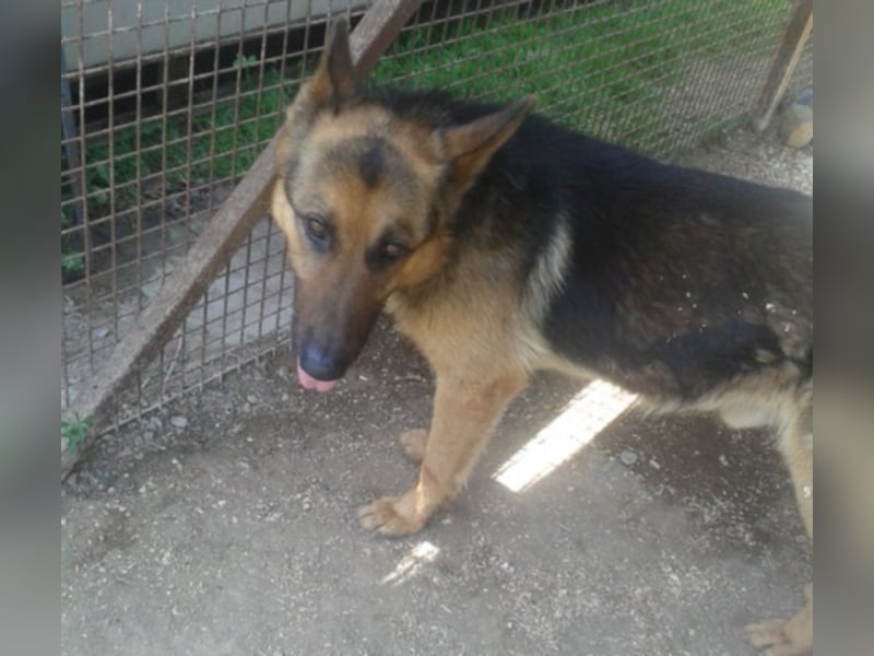 Rocco träumt vom eigenen zuhause