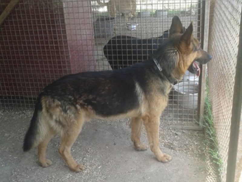 Rocco träumt vom eigenen zuhause