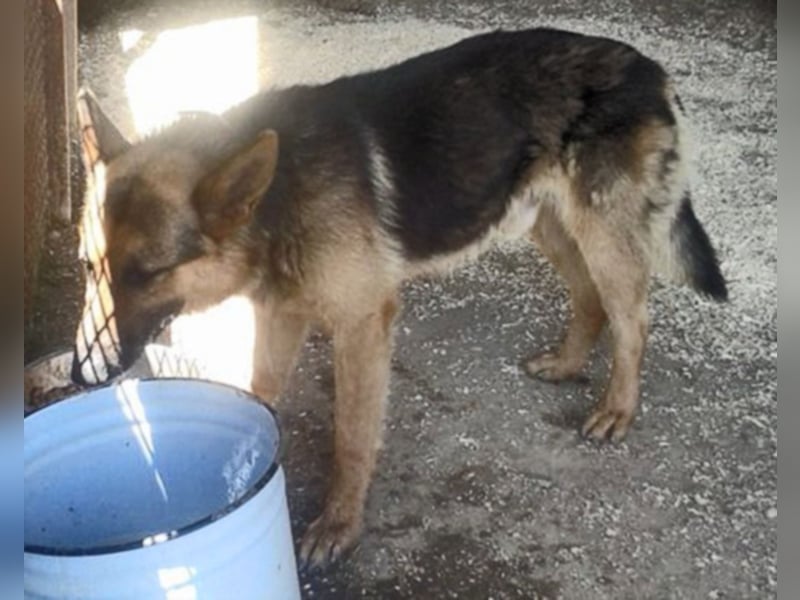 Rocco träumt vom eigenen zuhause