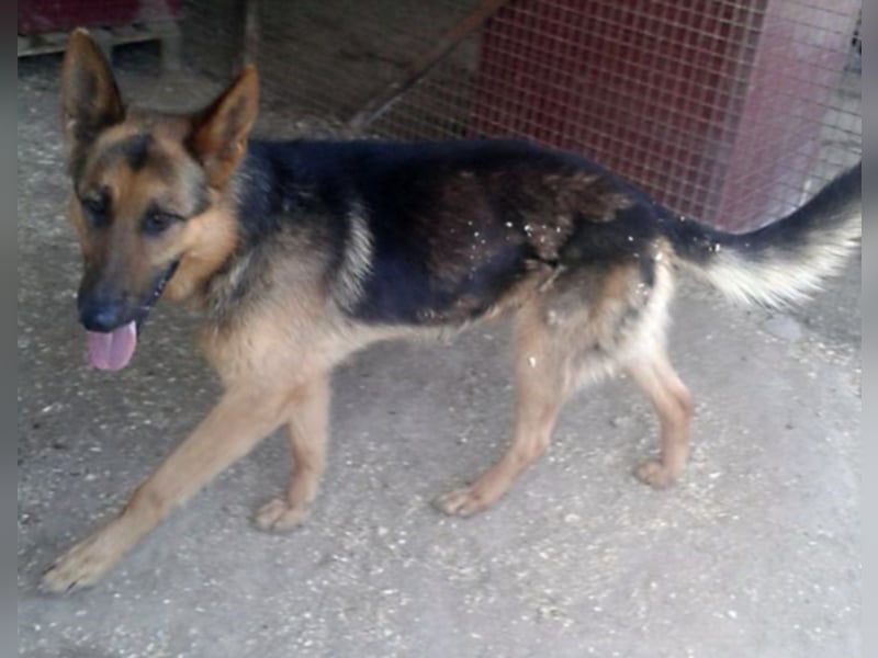 Rocco träumt vom eigenen zuhause