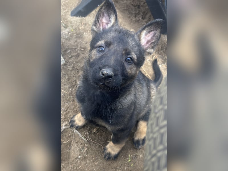 Von Tannengrunder Wald Schäferhund aus der Leistungszucht