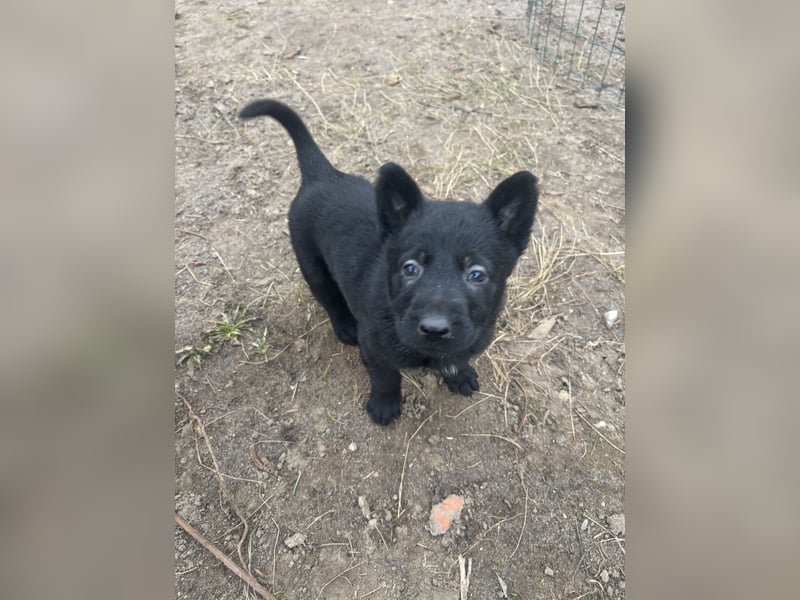 Von Tannengrunder Wald Schäferhund aus der Leistungszucht