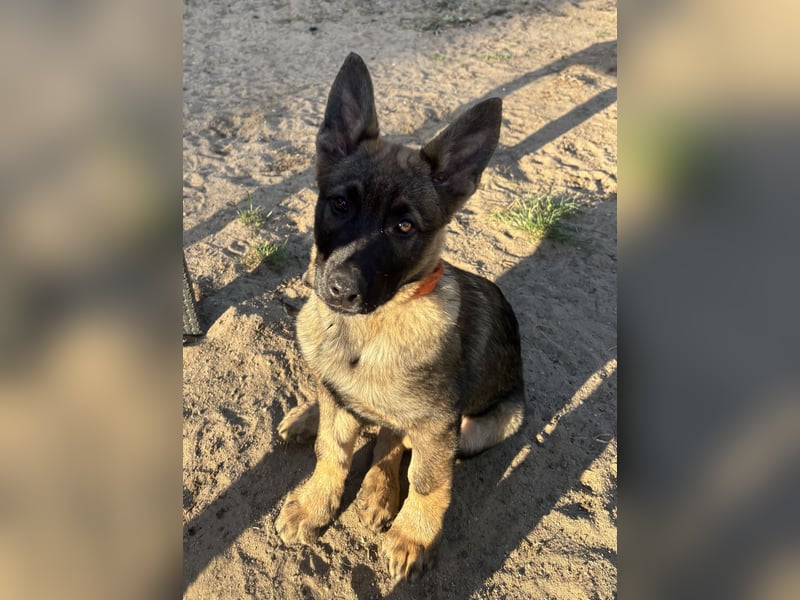 Von Tannengrunder Wald Schäferhund aus der Leistungszucht