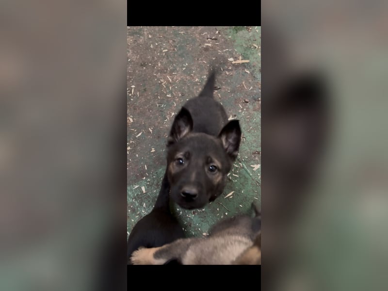 Von Tannengrunder Wald Schäferhund aus der Leistungszucht