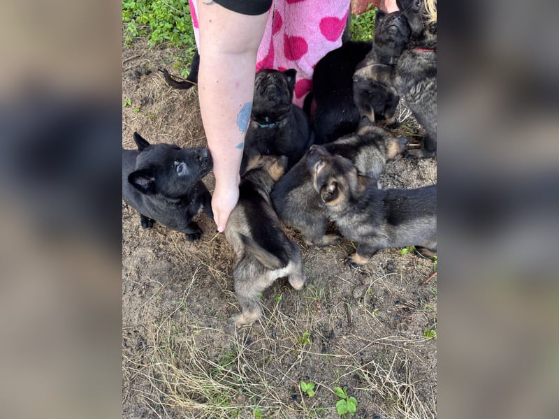 Von Tannengrunder Wald Schäferhund aus der Leistungszucht