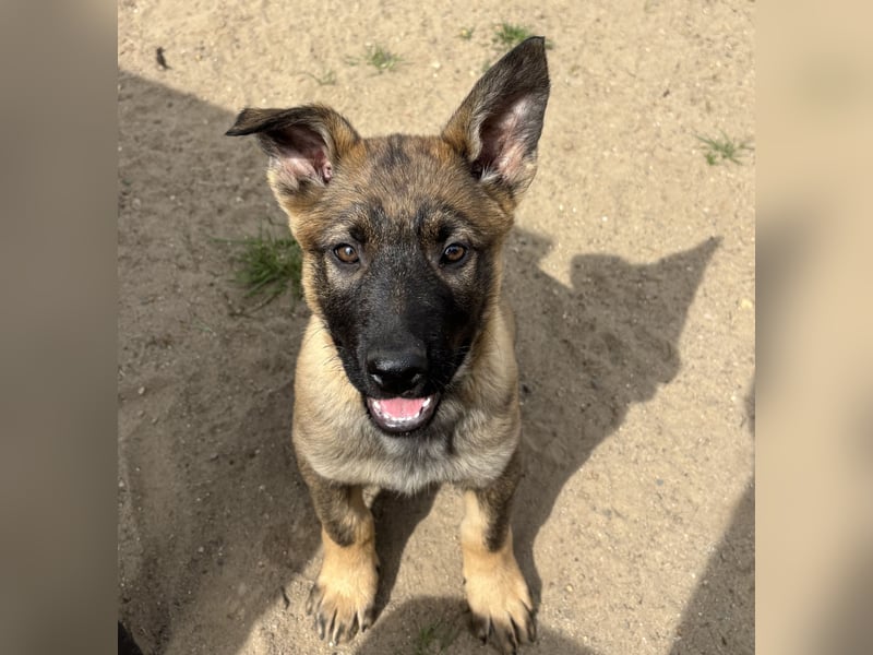 Von Tannengrunder Wald Schäferhund aus der Leistungszucht