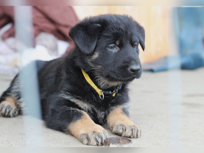 Reinrassige Deutsche Schäferhundwelpen mit Papieren