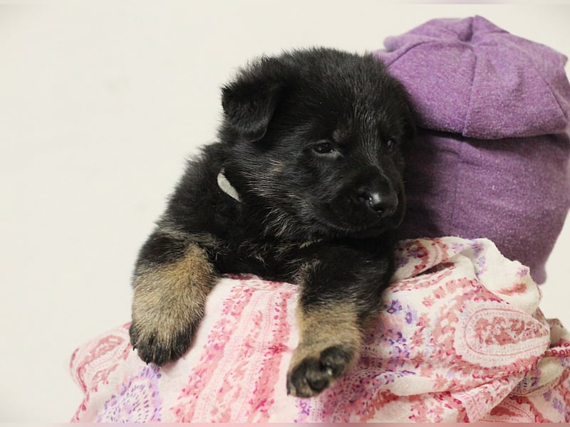 Reinrassige Deutsche Schäferhundwelpen mit Papieren