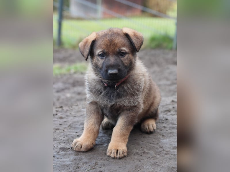 Reinrassige Deutsche Schäferhundwelpen mit Papieren