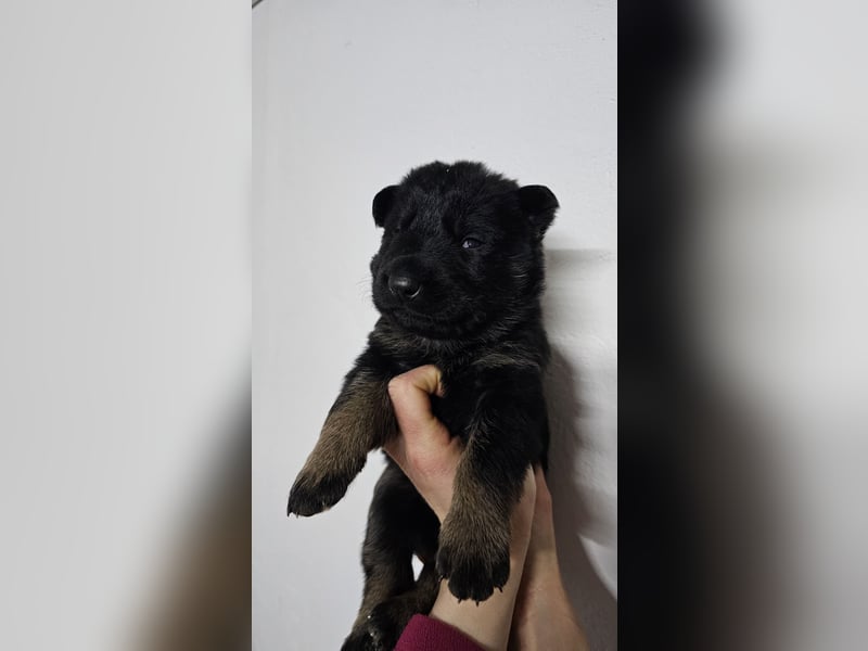 Reinrassige Deutsche Schäferhundwelpen mit Papieren