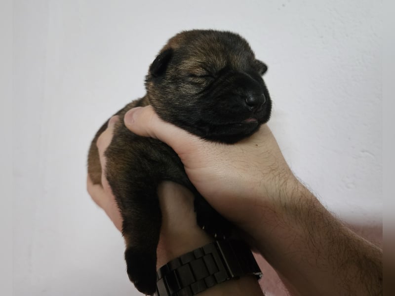 Reinrassige Deutsche Schäferhundwelpen mit Papieren