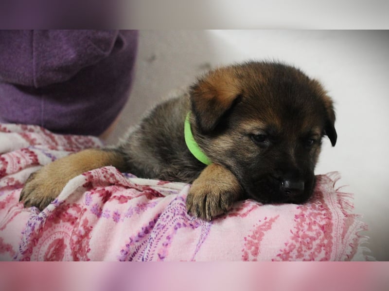 Reinrassige Deutsche Schäferhundwelpen mit Papieren