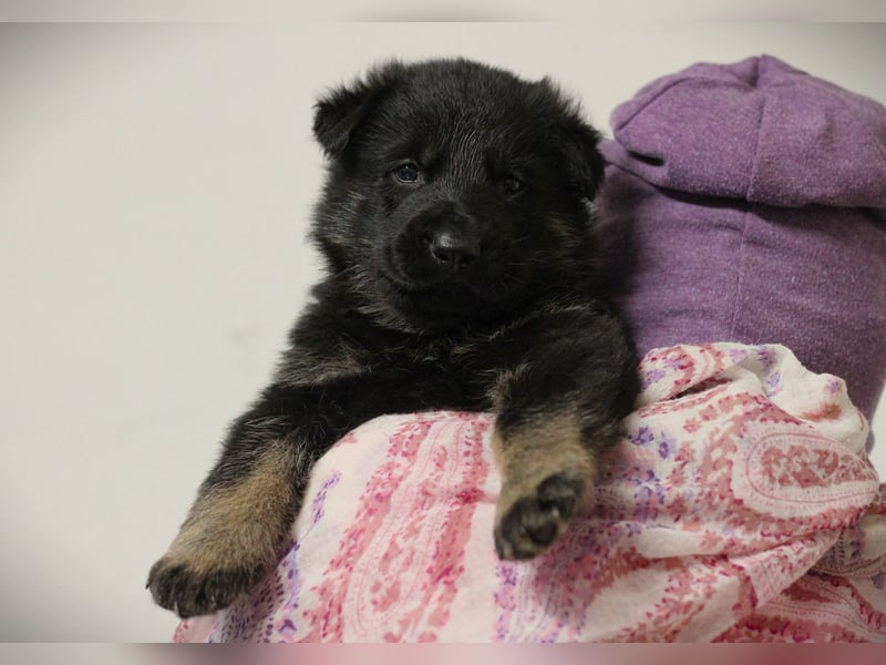 Reinrassige Deutsche Schäferhundwelpen mit Papieren