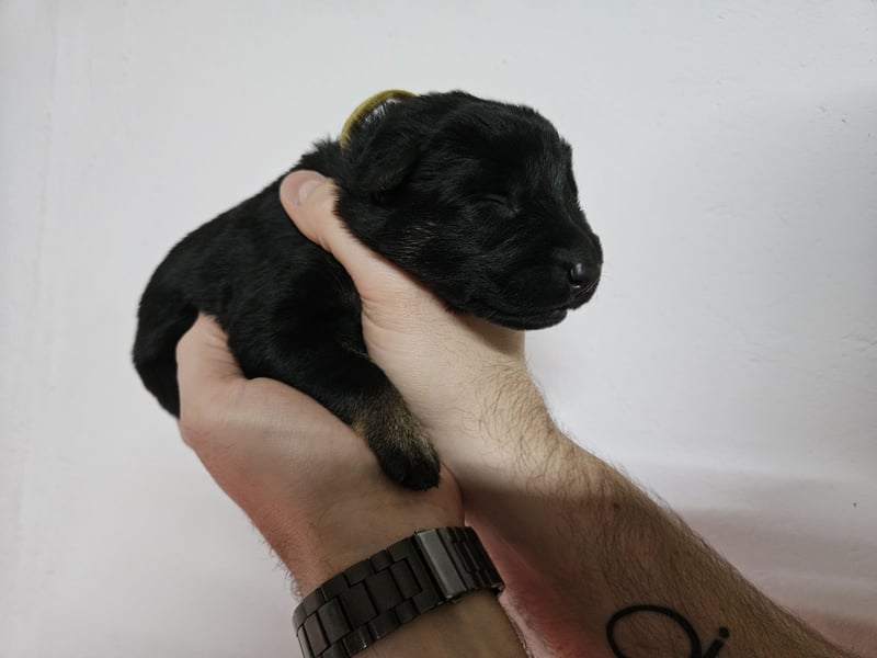 Reinrassige Deutsche Schäferhundwelpen mit Papieren