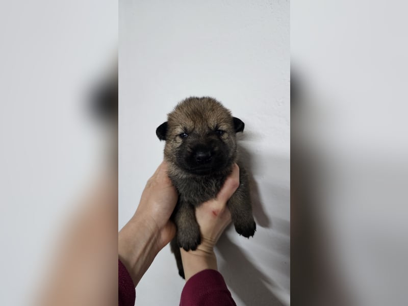 Reinrassige Deutsche Schäferhundwelpen mit Papieren