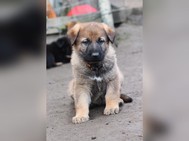 Reinrassige Deutsche Schäferhundwelpen mit Papieren