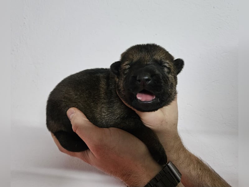 Reinrassige Deutsche Schäferhundwelpen mit Papieren