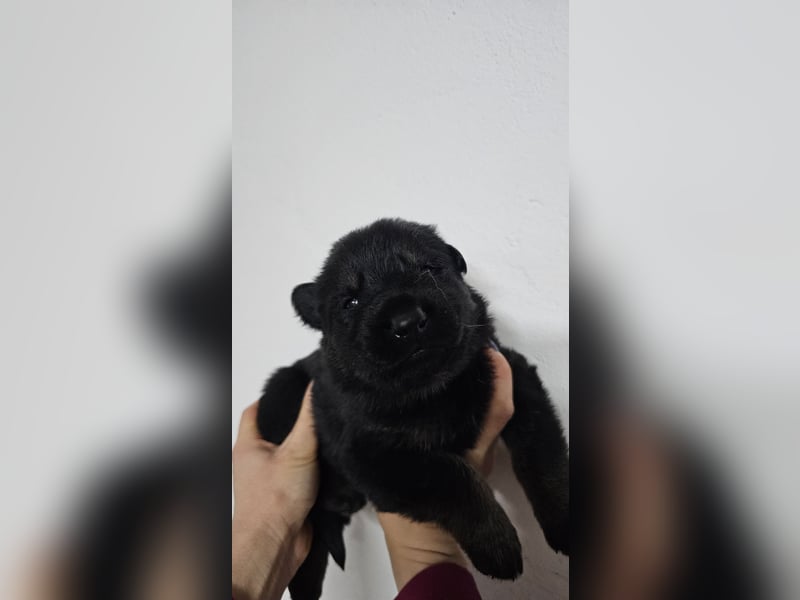 Reinrassige Deutsche Schäferhundwelpen mit Papieren