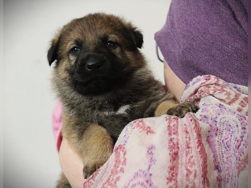 Reinrassige Deutsche Schäferhundwelpen mit Papieren
