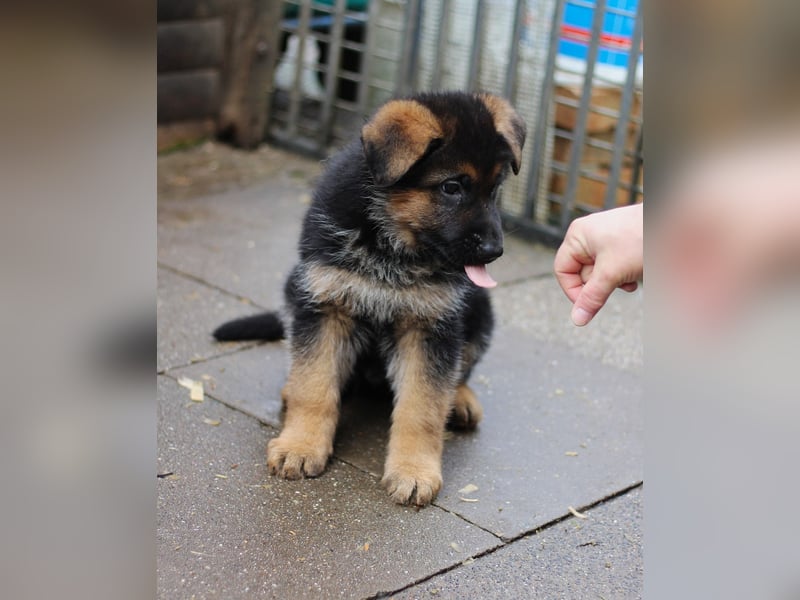 Reinrassiger Deutscher Schäferhundwelpe mit Papieren