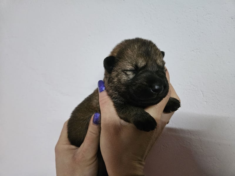 Reinrassige Deutsche Schäferhundwelpen mit Papieren