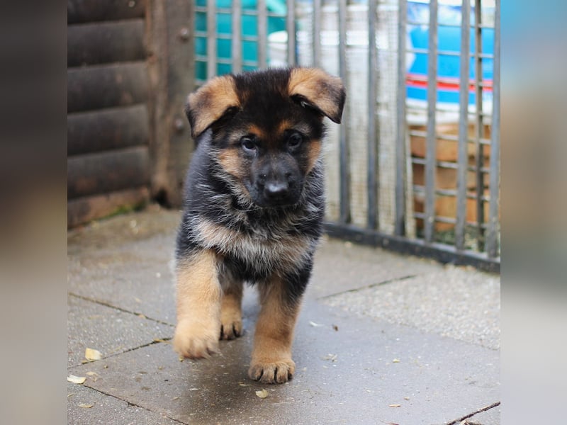 Reinrassiger Deutscher Schäferhundwelpe mit Papieren
