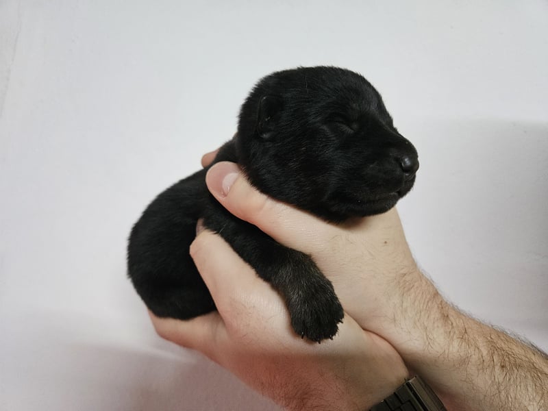 Reinrassige Deutsche Schäferhundwelpen mit Papieren