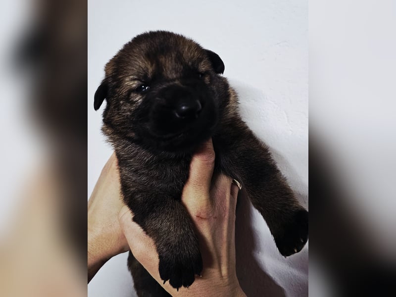 Reinrassige Deutsche Schäferhundwelpen mit Papieren