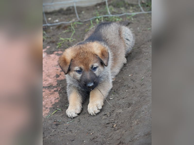 Reinrassige Deutsche Schäferhundwelpen mit Papieren