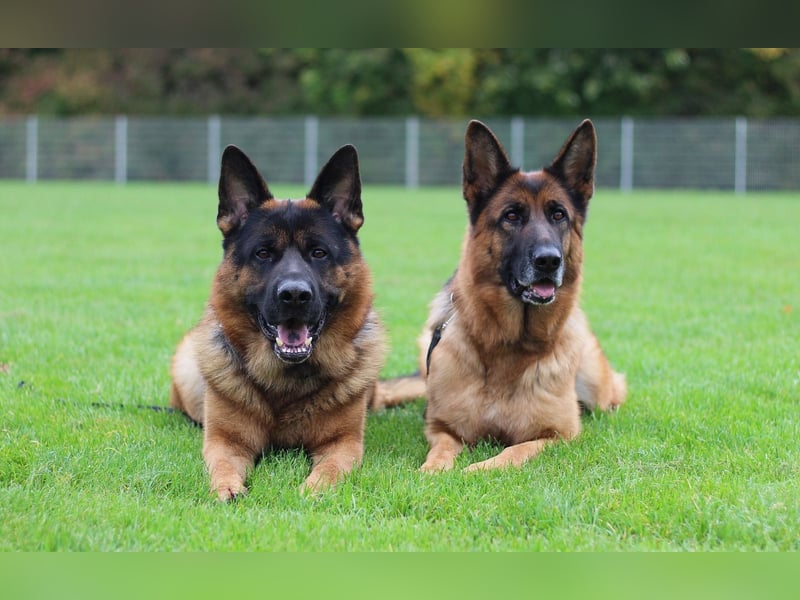 Reinrassiger Deutscher Schäferhundwelpe mit Papieren