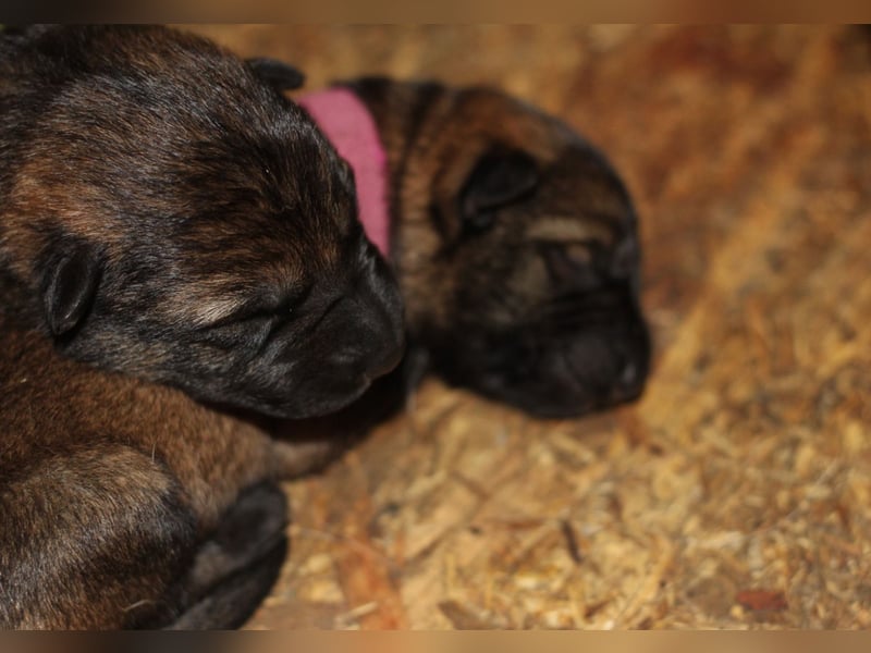 Reinrassige Deutsche Schäferhundwelpen mit SV VDH Papieren