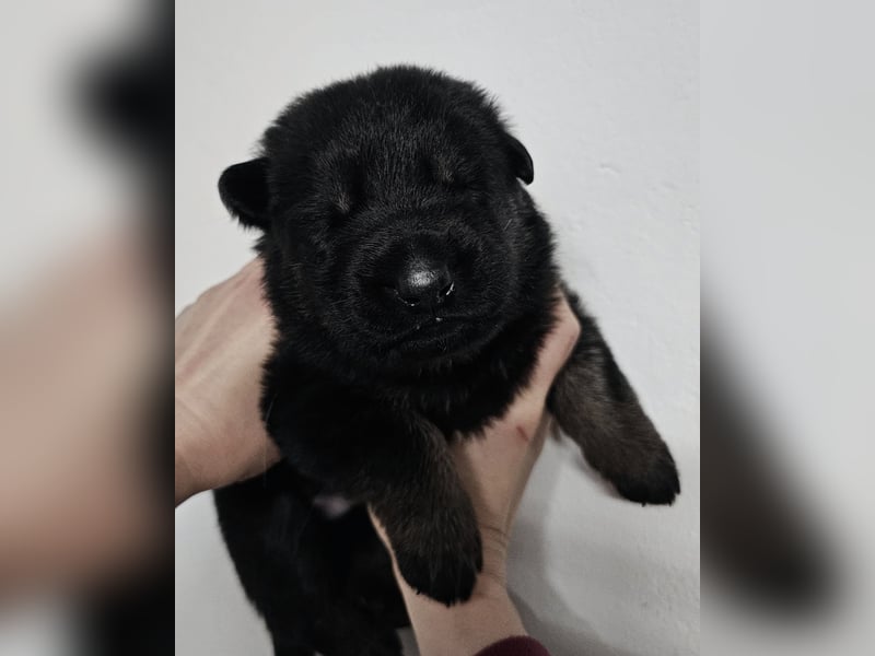 Reinrassige Deutsche Schäferhundwelpen mit Papieren