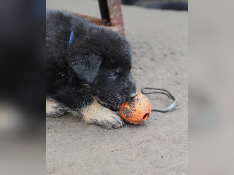 Reinrassige Deutsche Schäferhundwelpen mit Papieren
