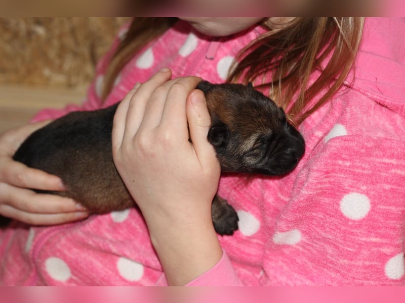 Reinrassige Deutsche Schäferhundwelpen mit Papieren