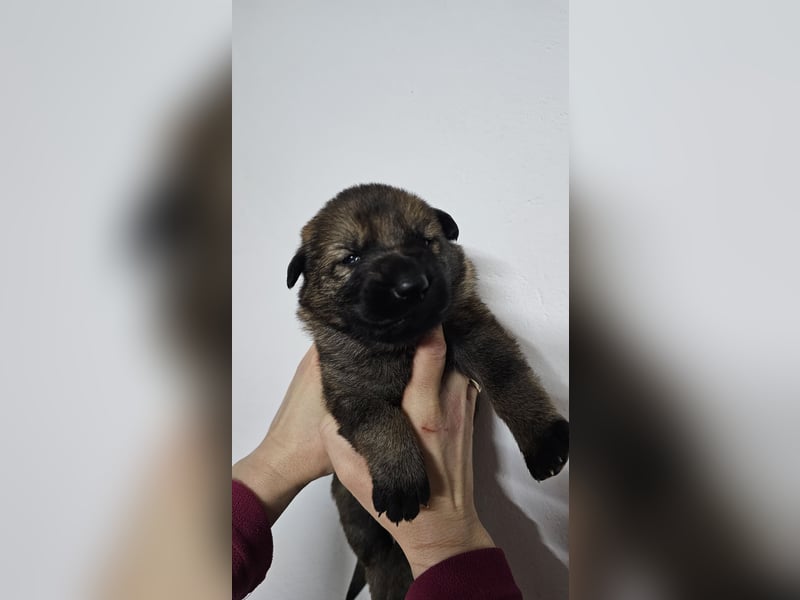 Reinrassige Deutsche Schäferhundwelpen mit Papieren