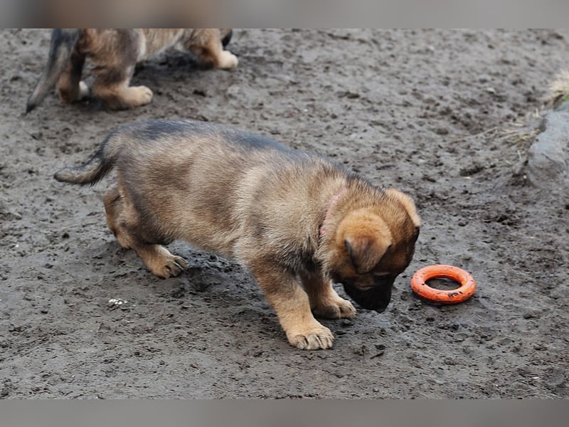 Reinrassige Deutsche Schäferhundwelpen mit Papieren