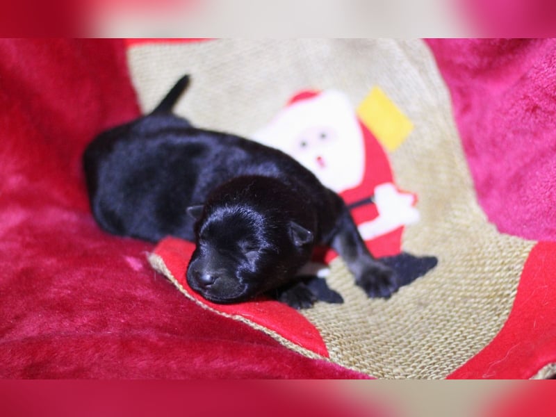 Reinrassige Deutsche Schäferhundwelpen mit Papieren